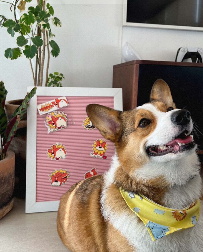 un perro corgi al fente de la toma, en la parte de atrás se ve un tablero con stickers de un corgi